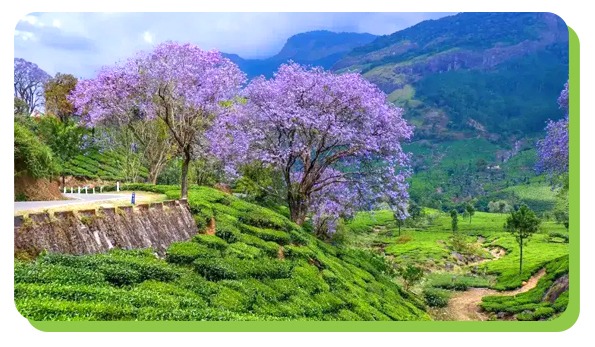 munnar