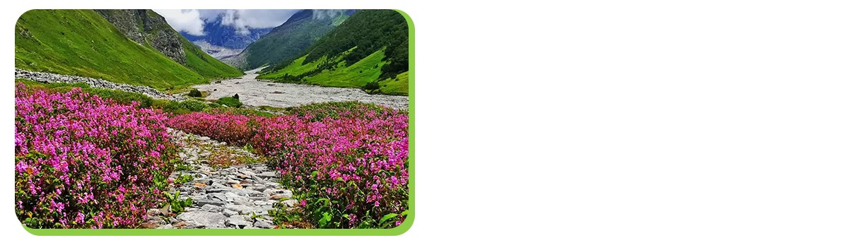valley of flowers