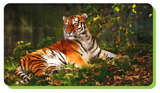 mudumalai wildlife sanctuary