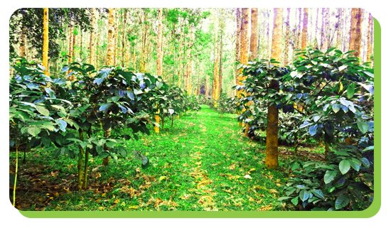 coffee plantations