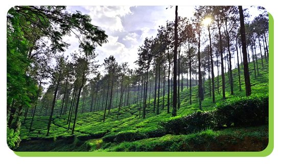 coffee plantations a must experience