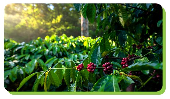 coorg the coffee land