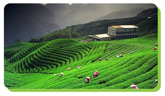 darjeeling the tea capital