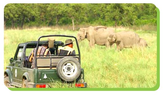 go for wildlife safaris