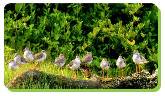 kadalundi bird sanctuary