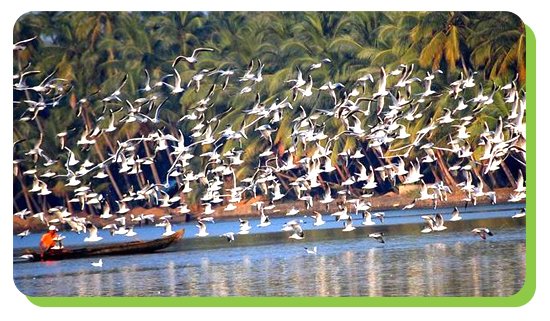 kumarakom bird sanctuary