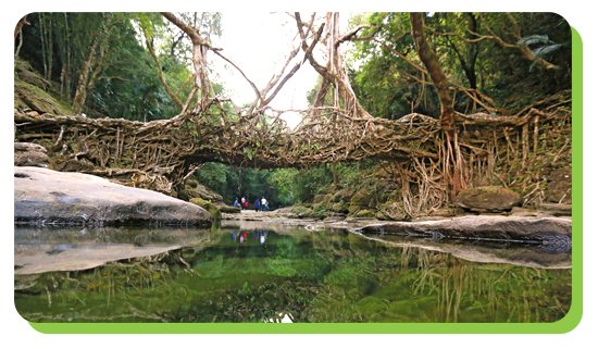 living root bridges