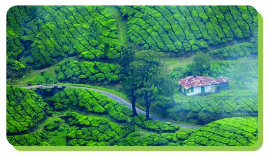 munnar the tea garden paradise