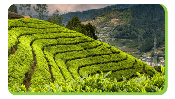 ooty