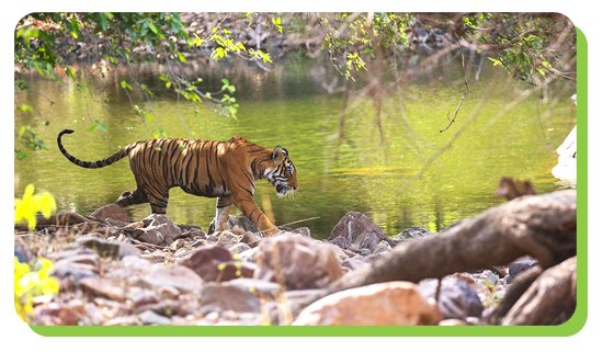 periyar wildlife sanctuary