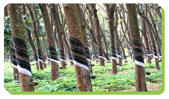 rubber plantations of kanjirappally