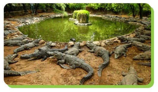 madras crocodile bank