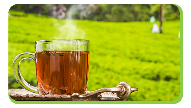 taste darjeeling tea