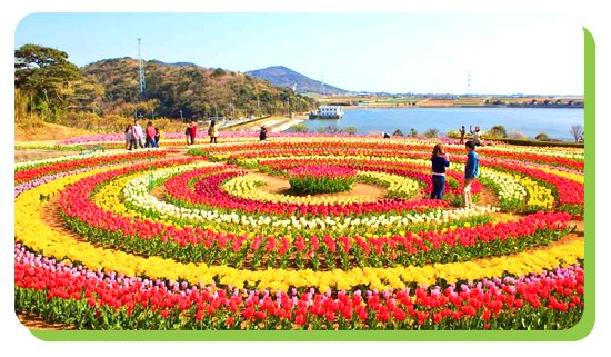 tulip garden in srinagar